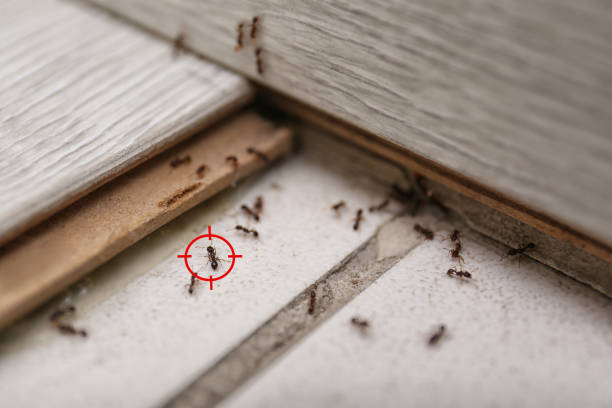 Best Exterminator Services  in Lincoln, AL
